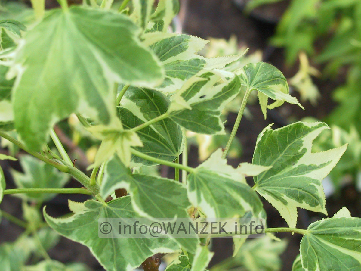 Liquidambar styraciflua Variegata 03.JPG